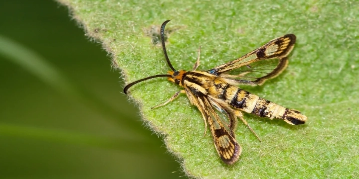 Moths