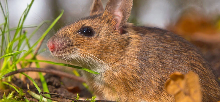 Rodent in grass