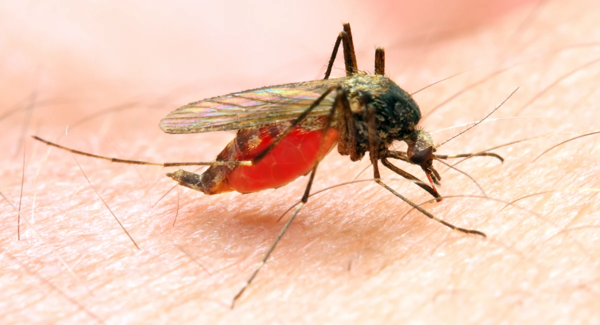 An Anopheles mosquito, engorged with blood, biting a human