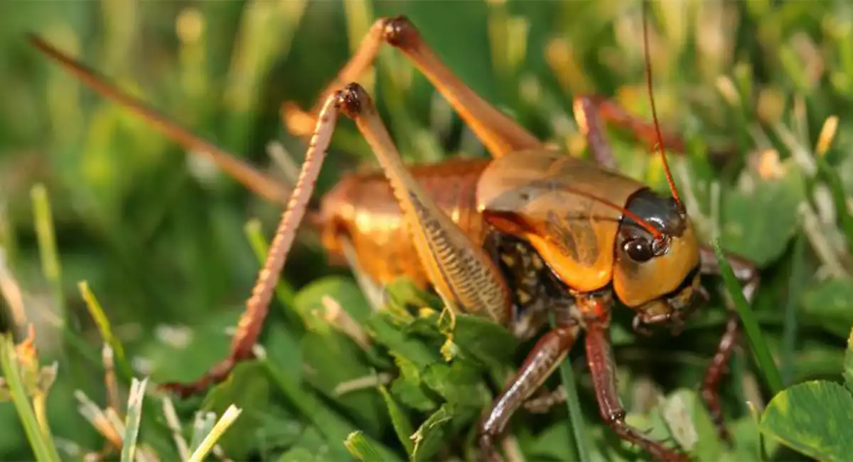 cricket
