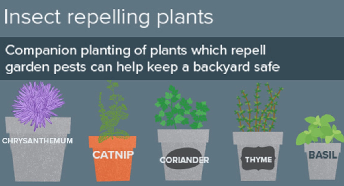 insect repelling plants
