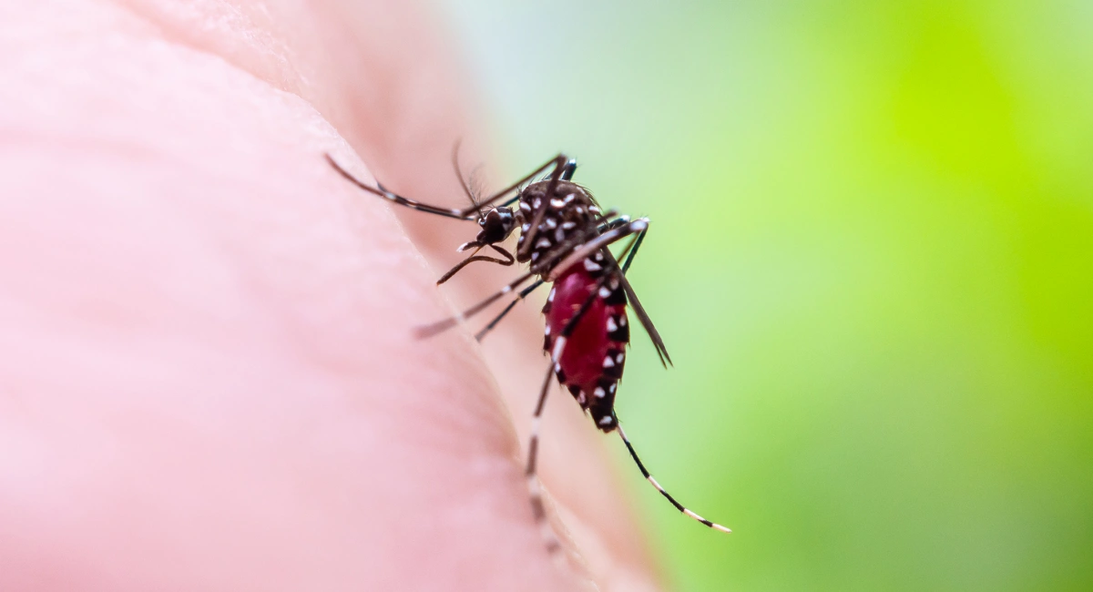 An Aedes aegypti mosquito, with black legs spotted by white dots, on human skin