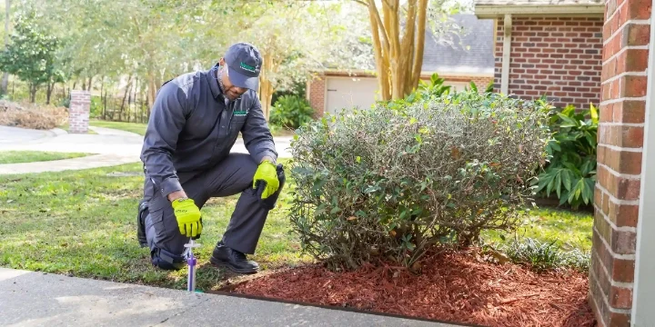 How to prevent termites