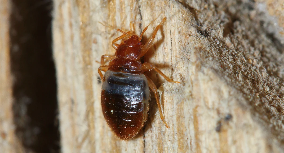 bed bug on wood