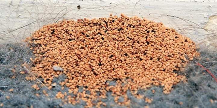 drywood termite frass