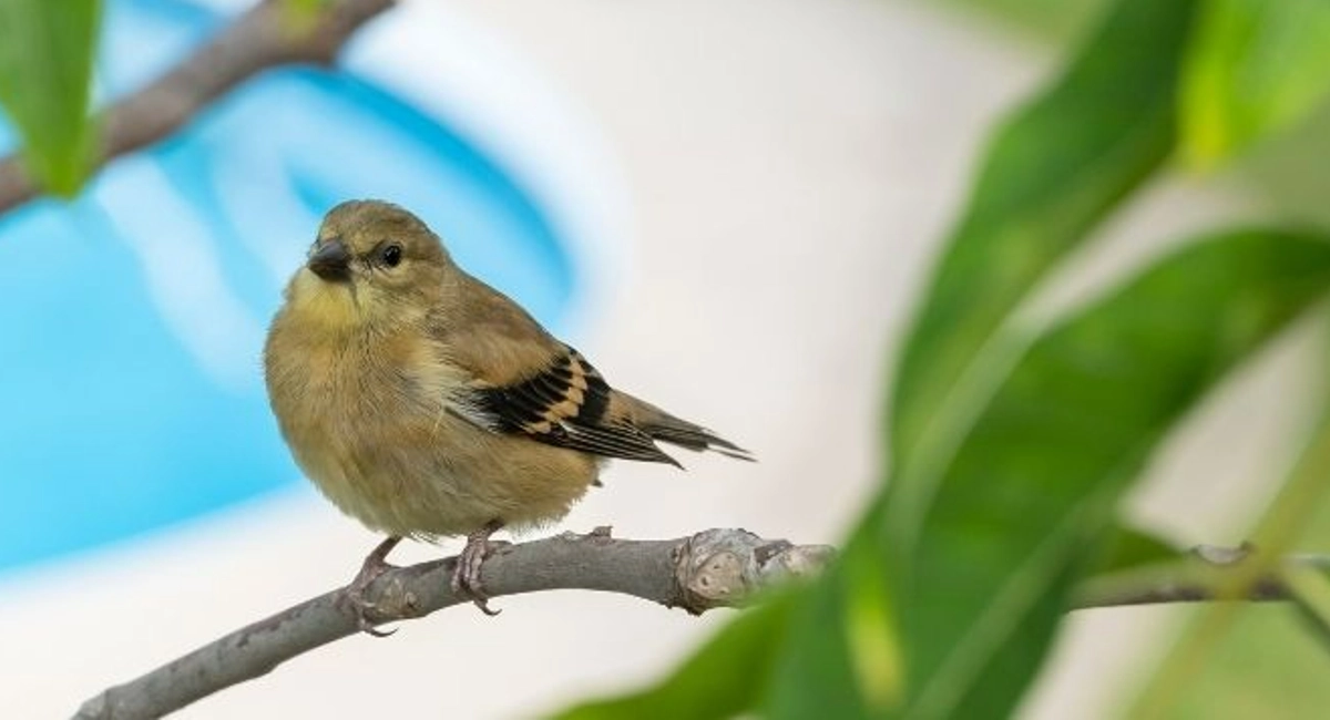 Small tan colored bird perched on a tree branch with a swimming pool in the background.