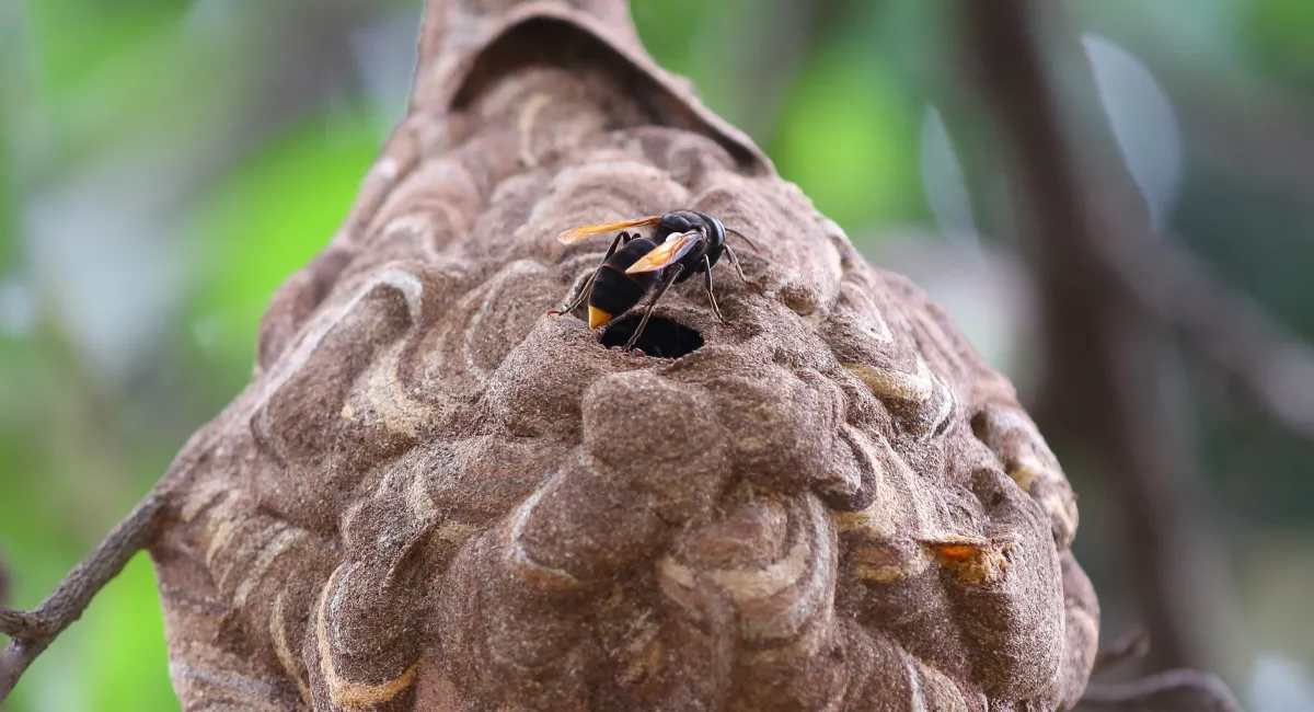 A yellow-legged hornet crawls near the small entrance to its papery, enclosed nest