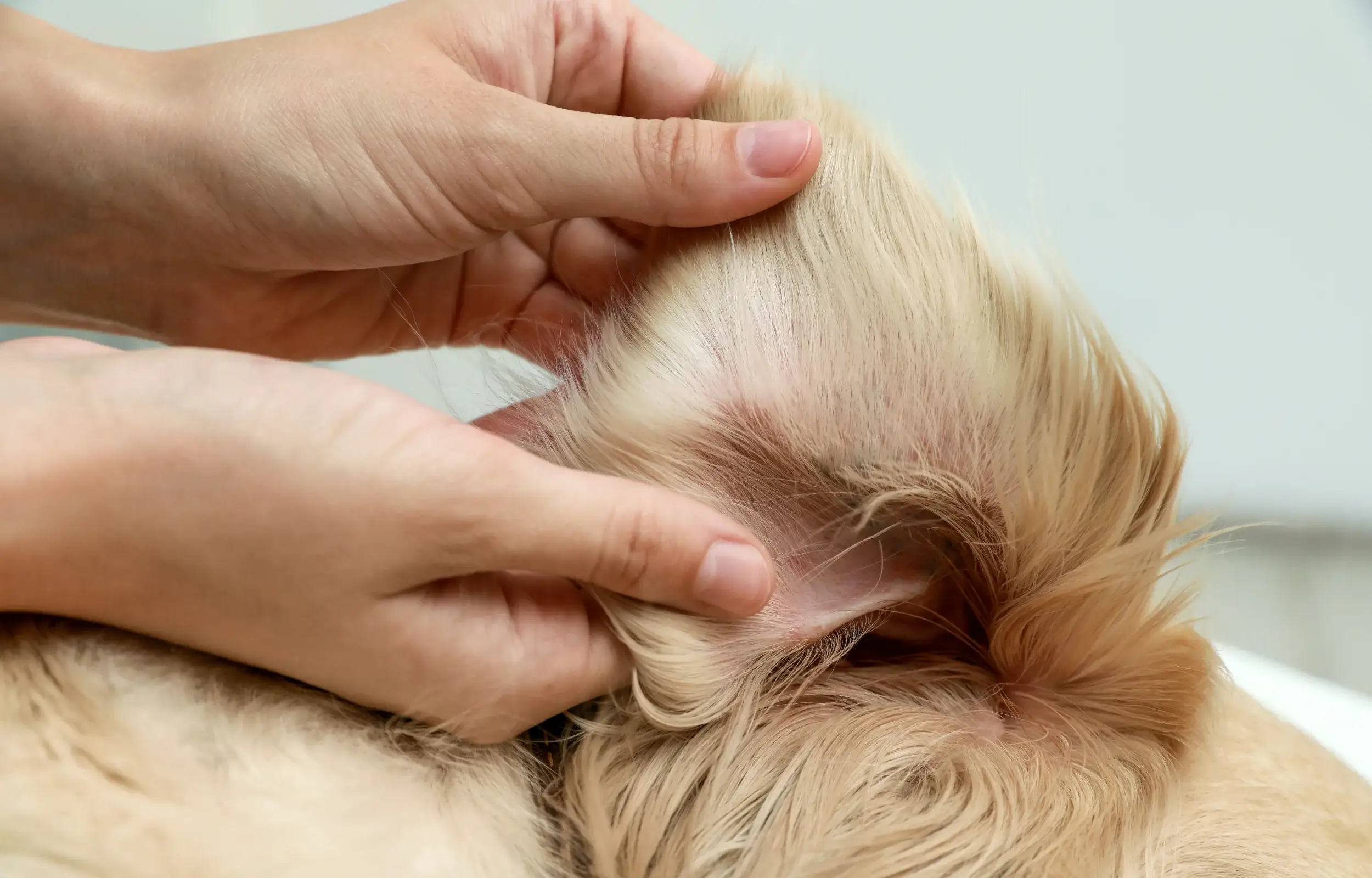 A person's hands searching through the fur of a Golden Retriever looking for a tick. 
