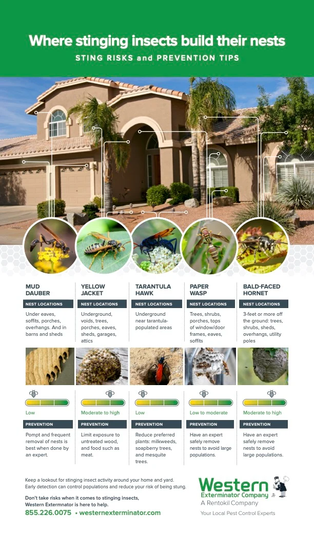 Infographics stinging pests