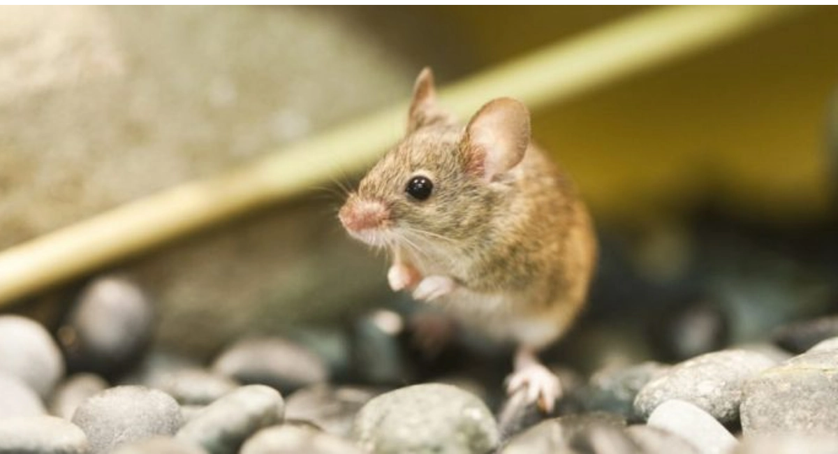 small mouse on rocks