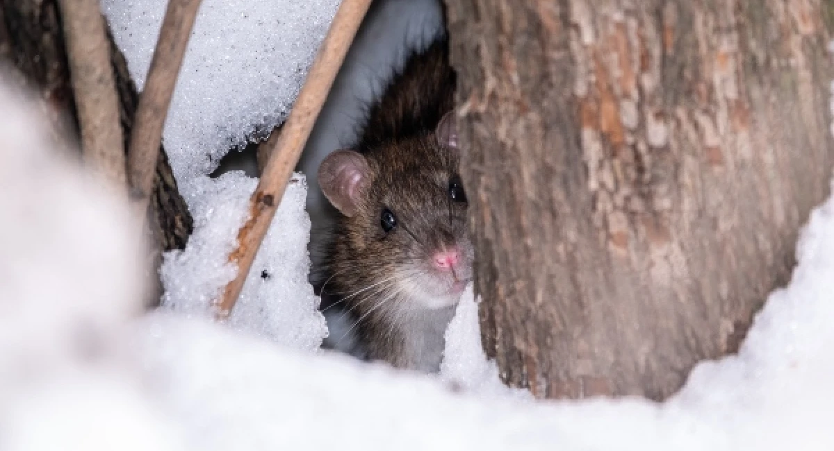 Mice hiding in the snow