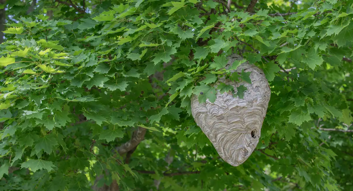 Large hornet nest with papery gray exterior attached to a tree branch or structure