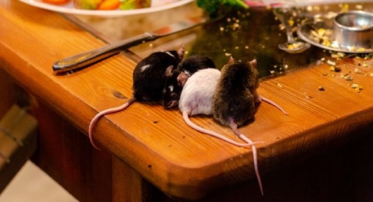 Mice on kitchen counter