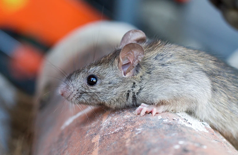 Rat