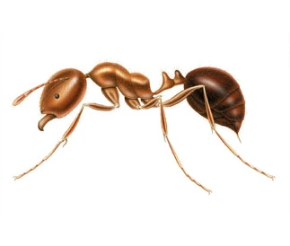 Fire ant