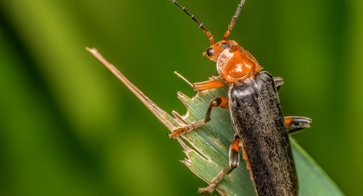 Bombardier Beetle