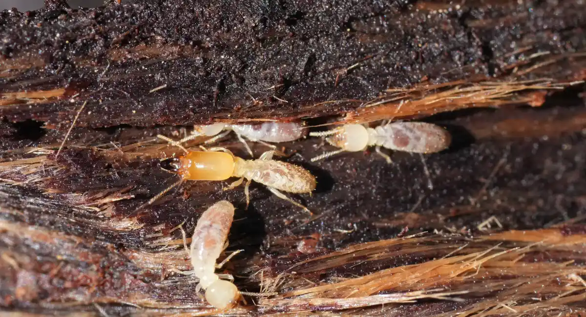 Closeup on some workers