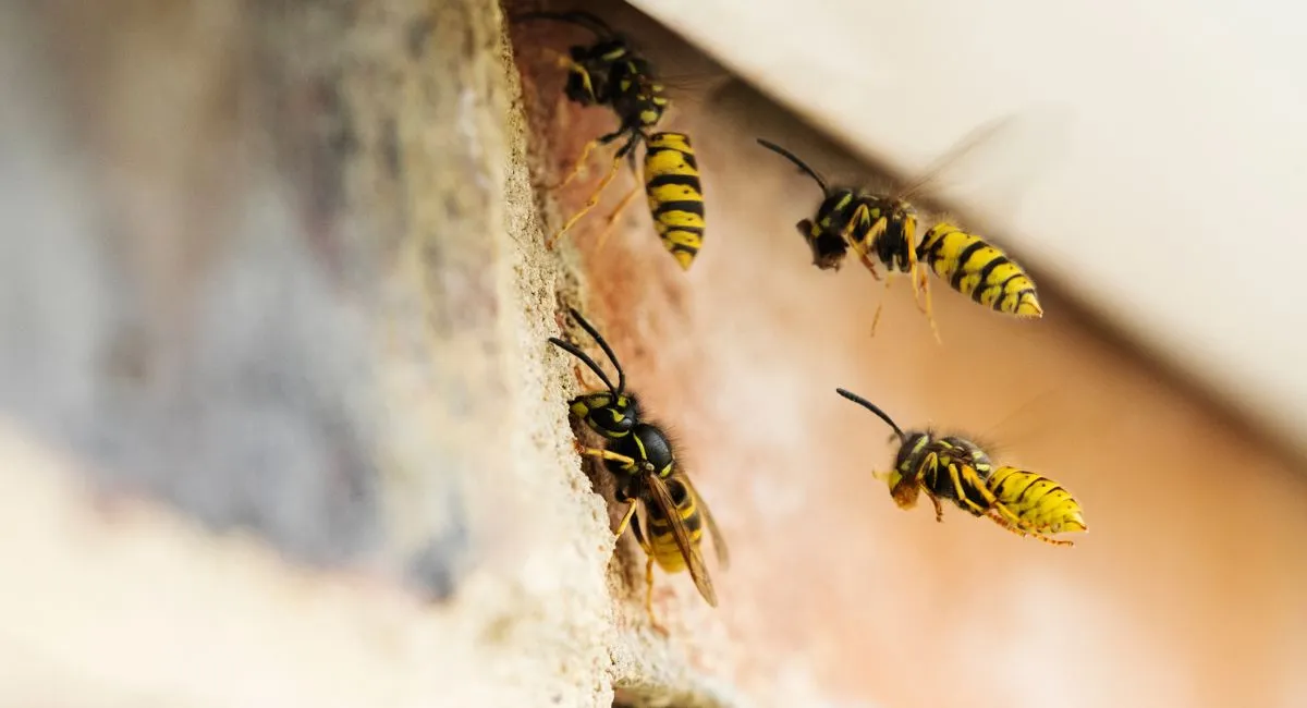 wasps entering wall from hole 