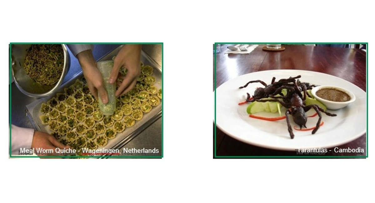Meal Worms and Tarantulas