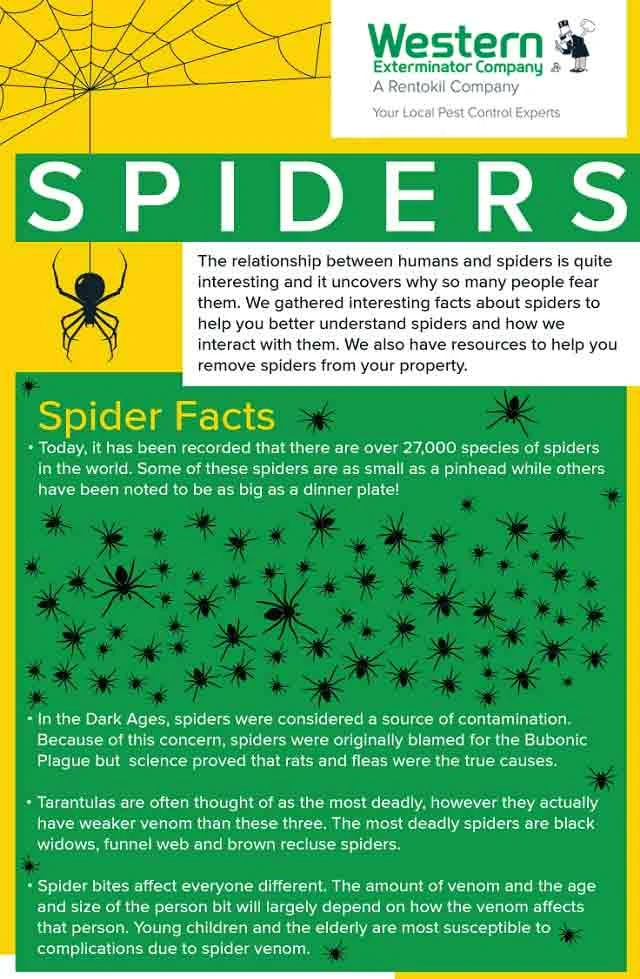 Spider infographic