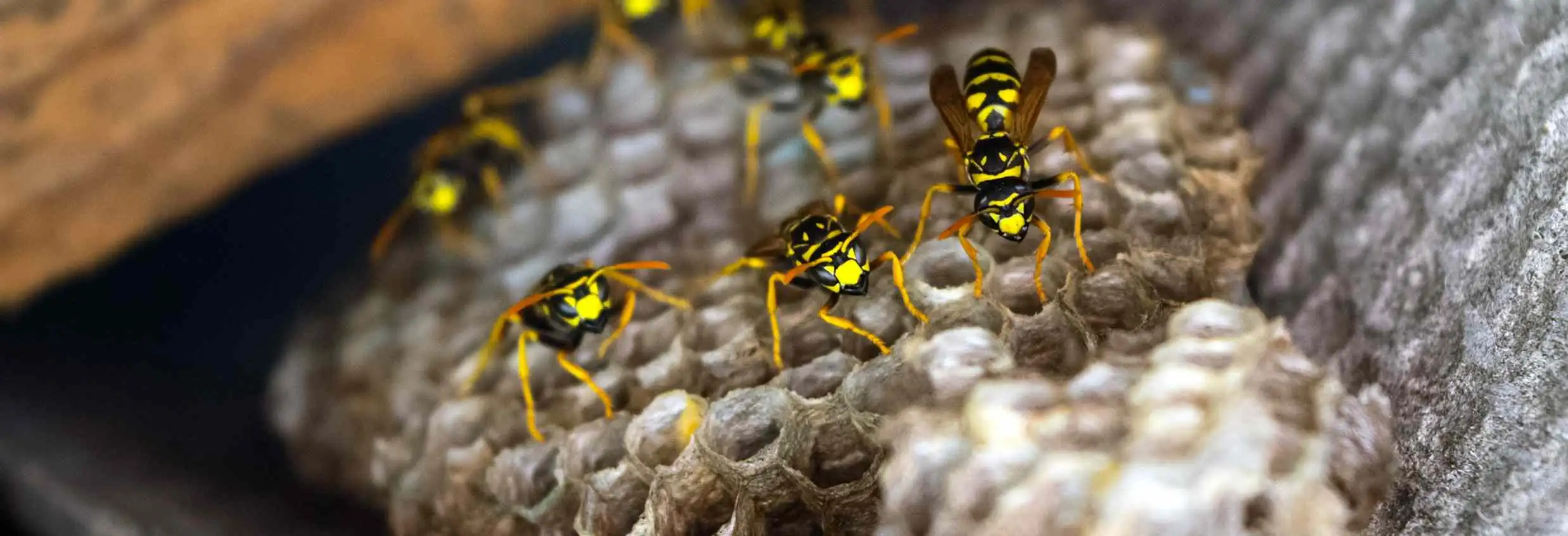 Wasp