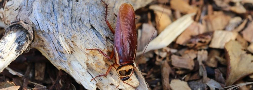 cockroach on log