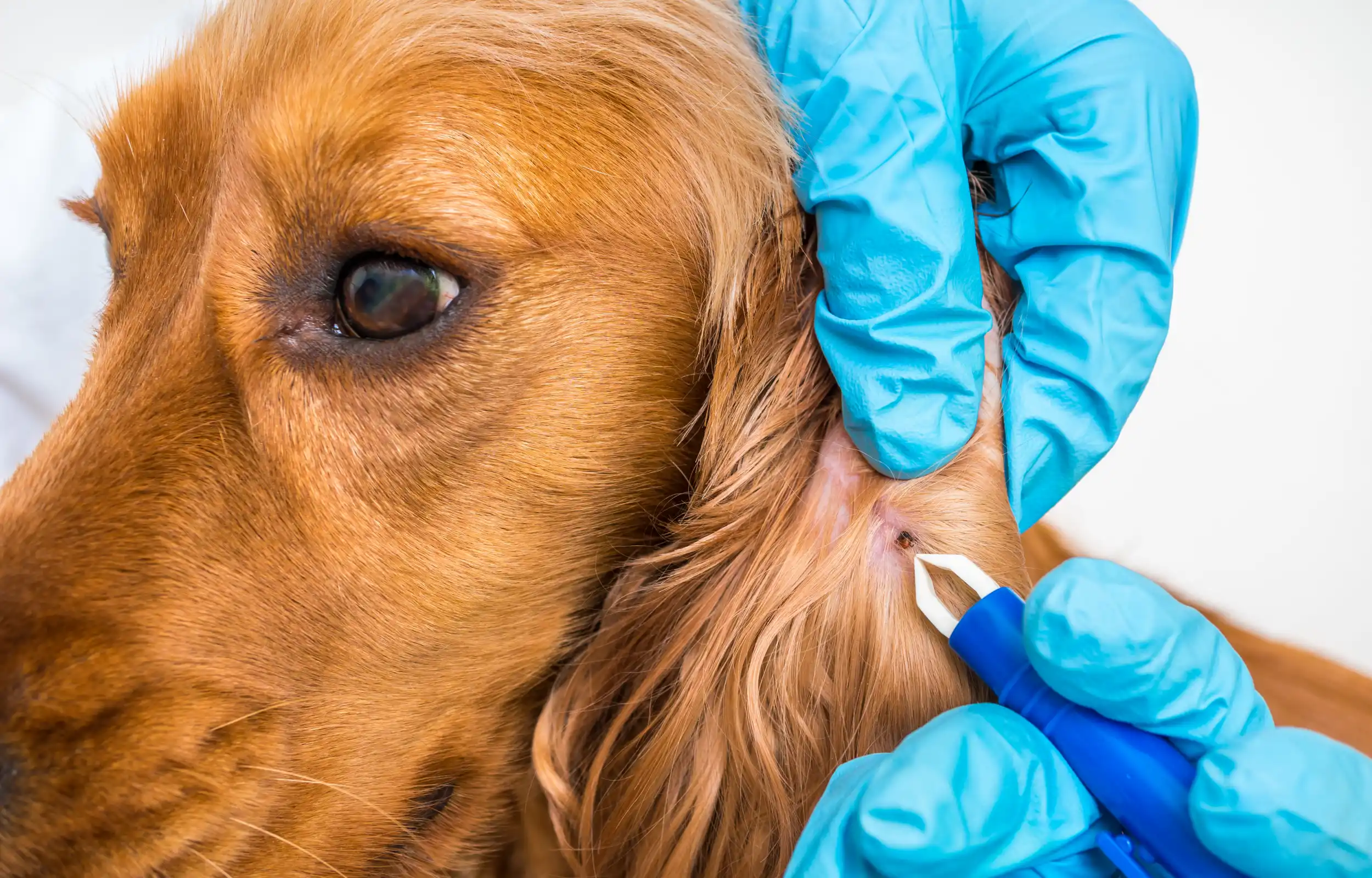 A gloved person removing a tick from a cocker spaniel using tweezers