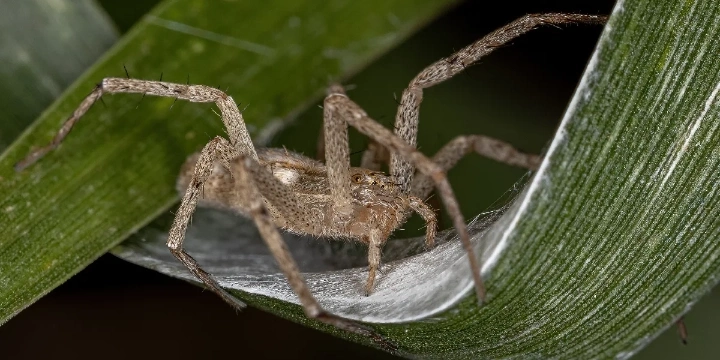 Crab spider