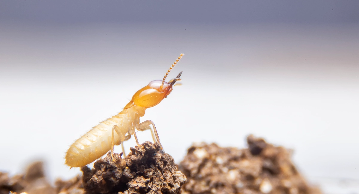 The termite on the ground is searching for food to feed the larvae in the cavity.