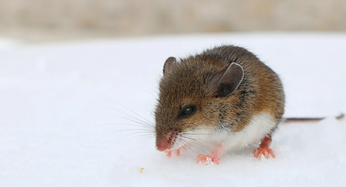 Close up of a grey and brown rodent sitting in the white snow.