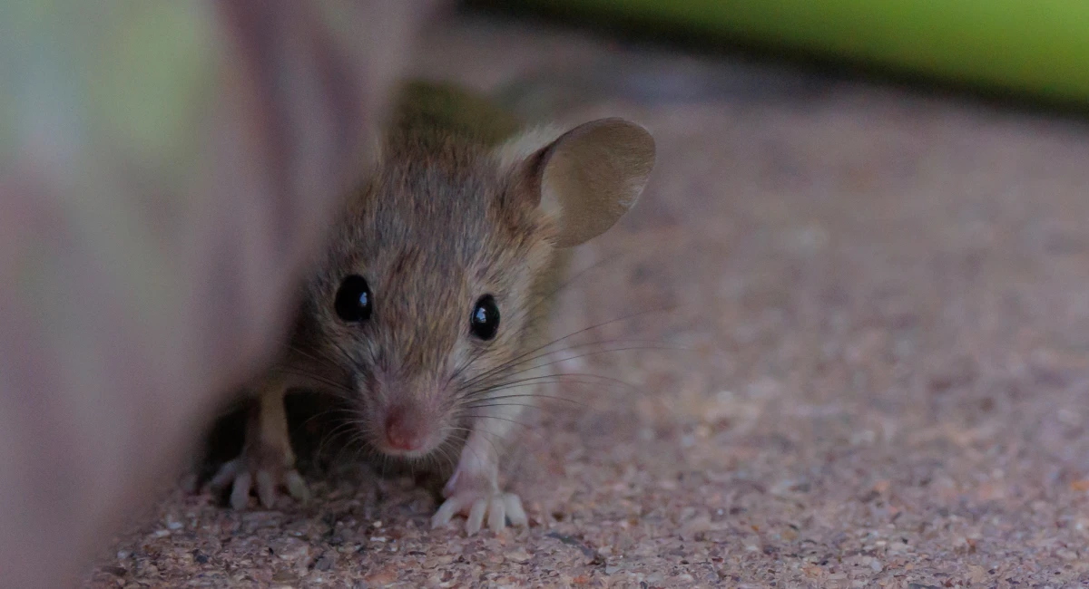 A field mouse