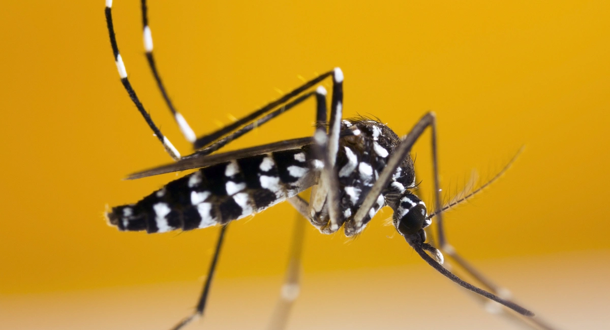 Asian tiger mosquito aedes albopictus