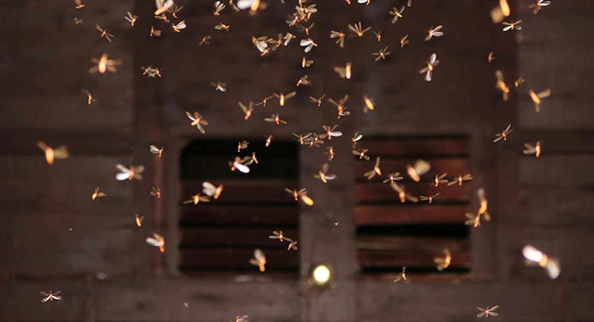 swarm of termite