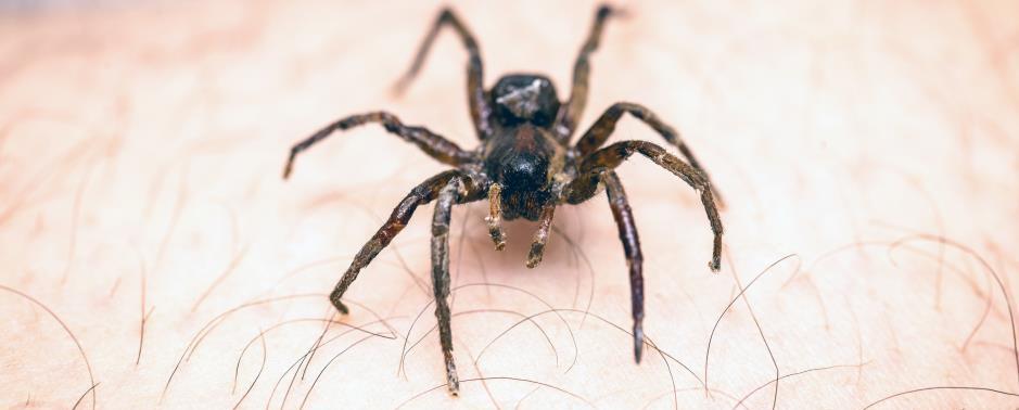 Spider on leg