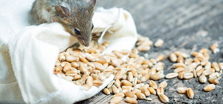 Mouse in kitchen