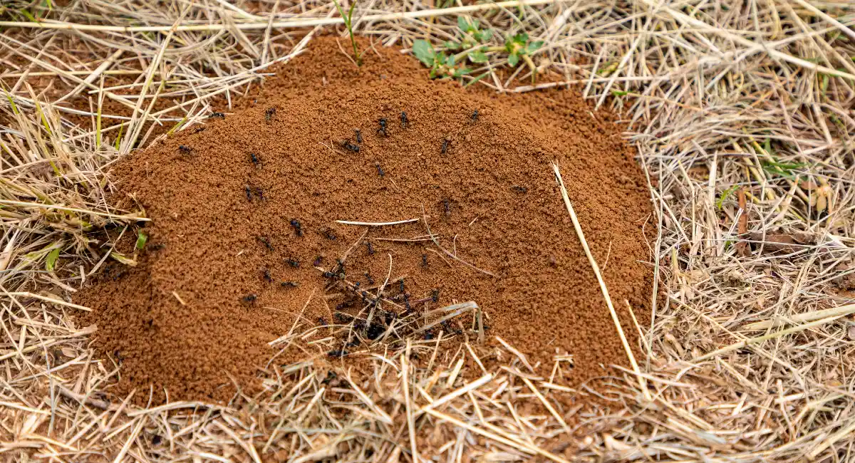 Ant nest