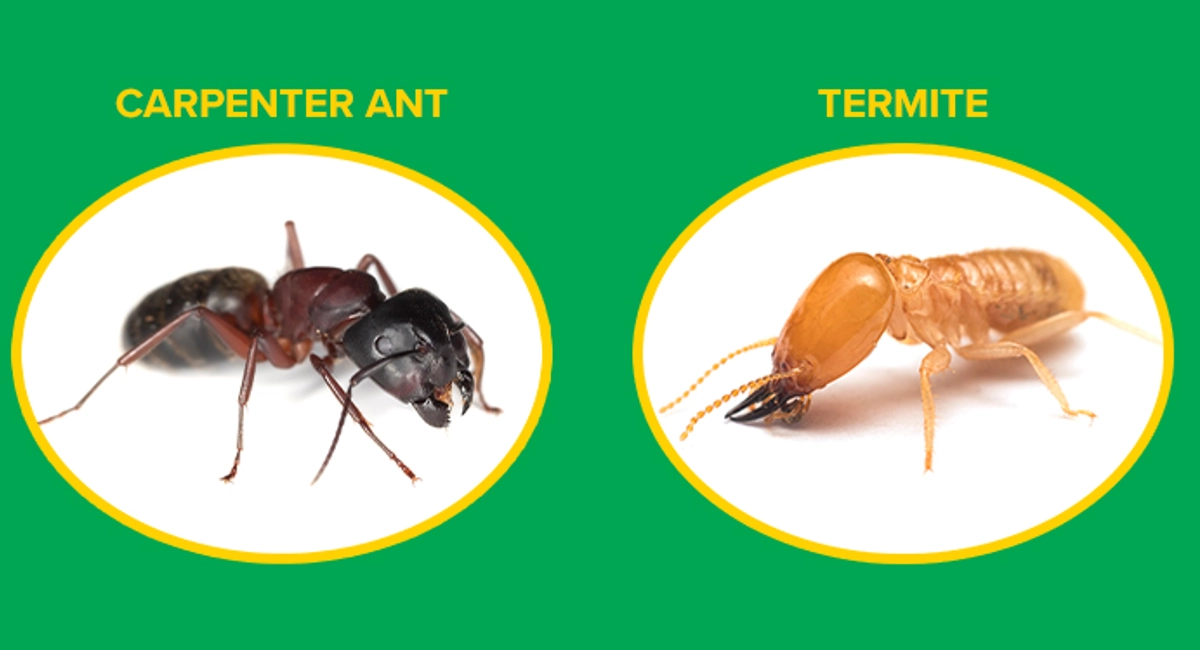 carpenter ant vs. termite