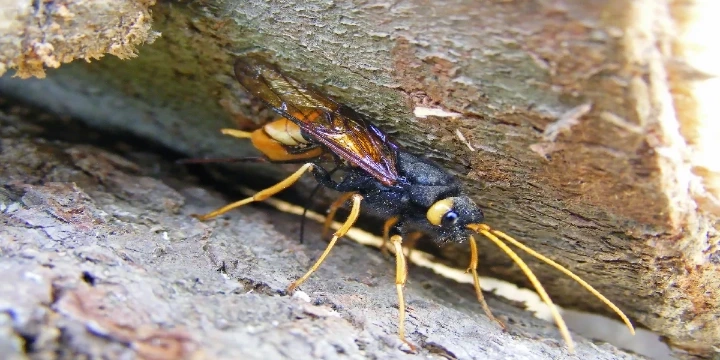 Wood wasps