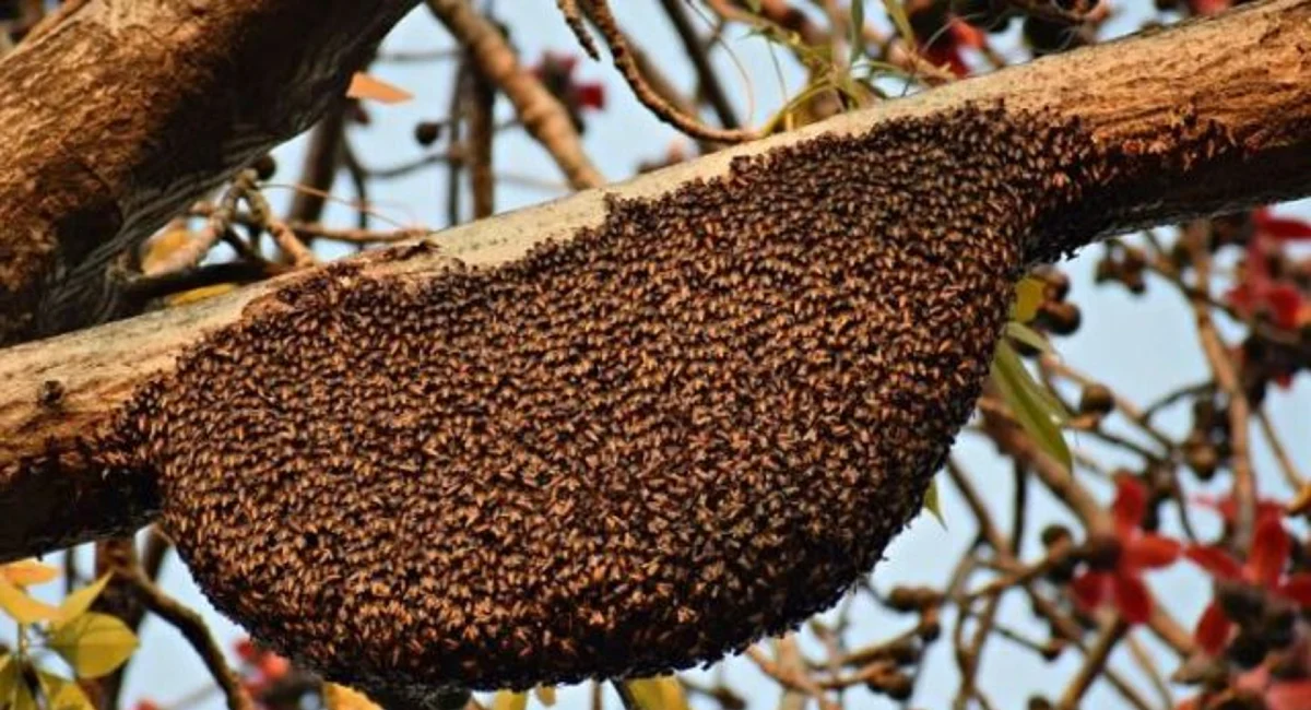 bee swarm on tree