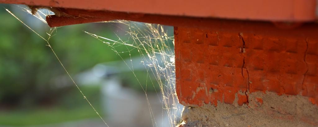 Cobweb on house outside