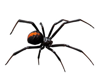 Black widow spider
