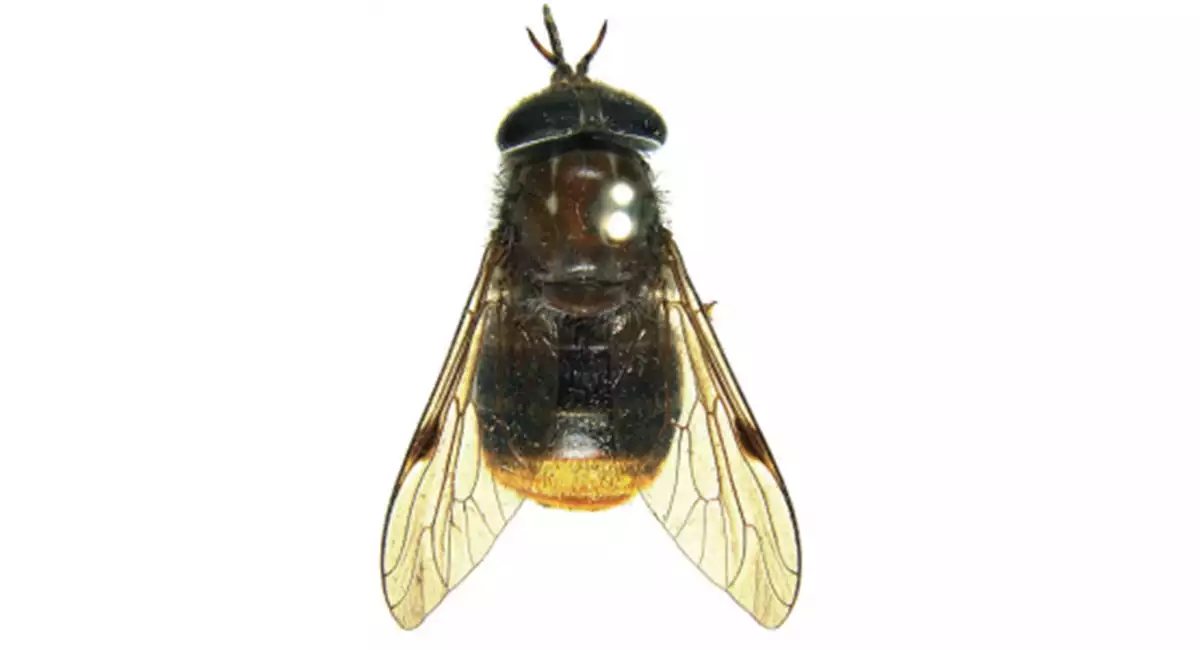 Beyonce fly