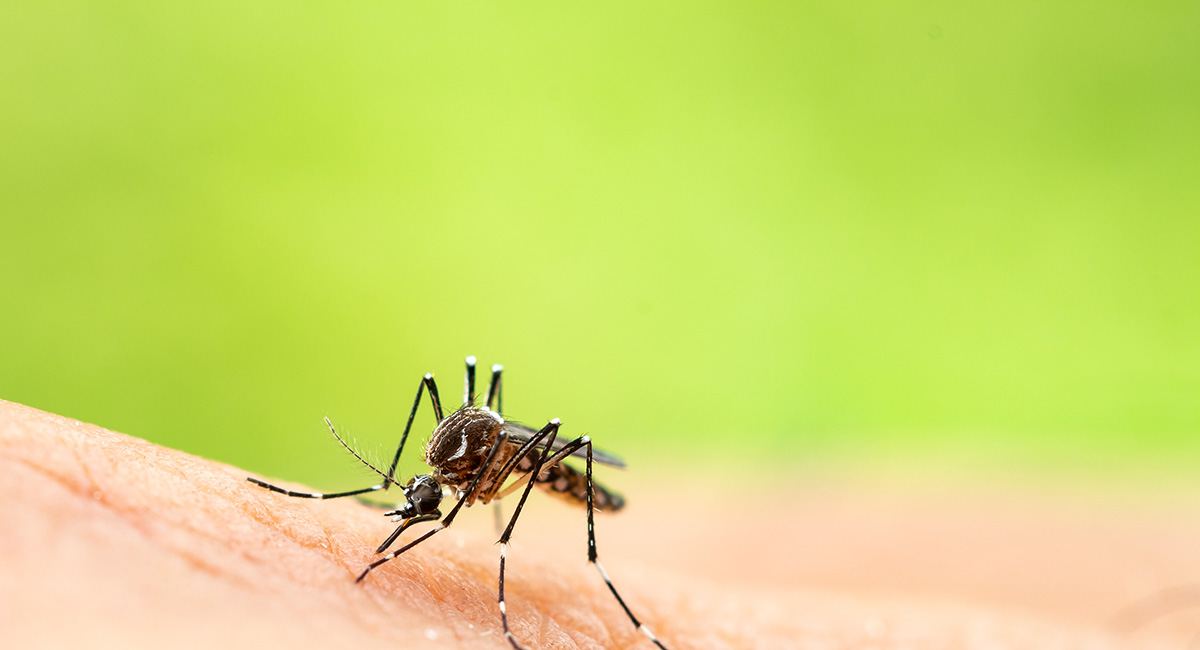 A mosquito piercing skin to feed on blood