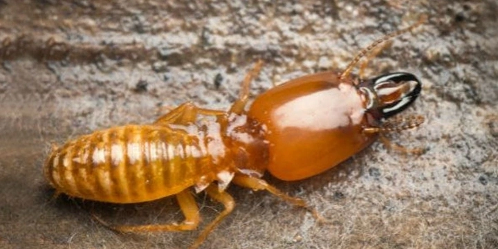Dampwood termite
