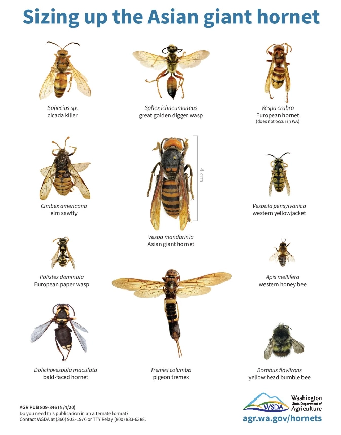 Sizing up the Asian giant hornet