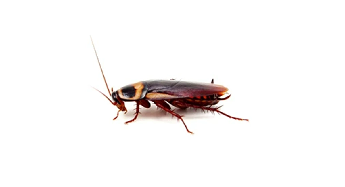 American cockroaches