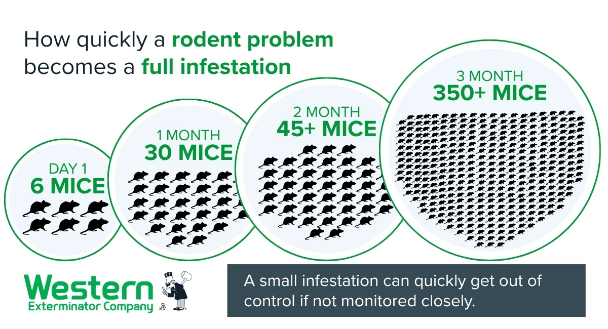 An infographic showing how quickly a rodent problem becomes a full infestation, growing from 6 mice on Day 1 to over 350 mice by Month 3. 