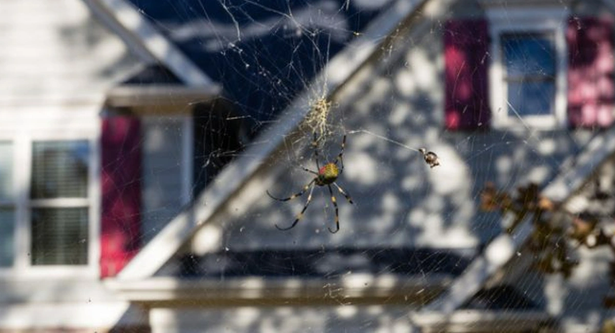 a spider on its web outside of a house