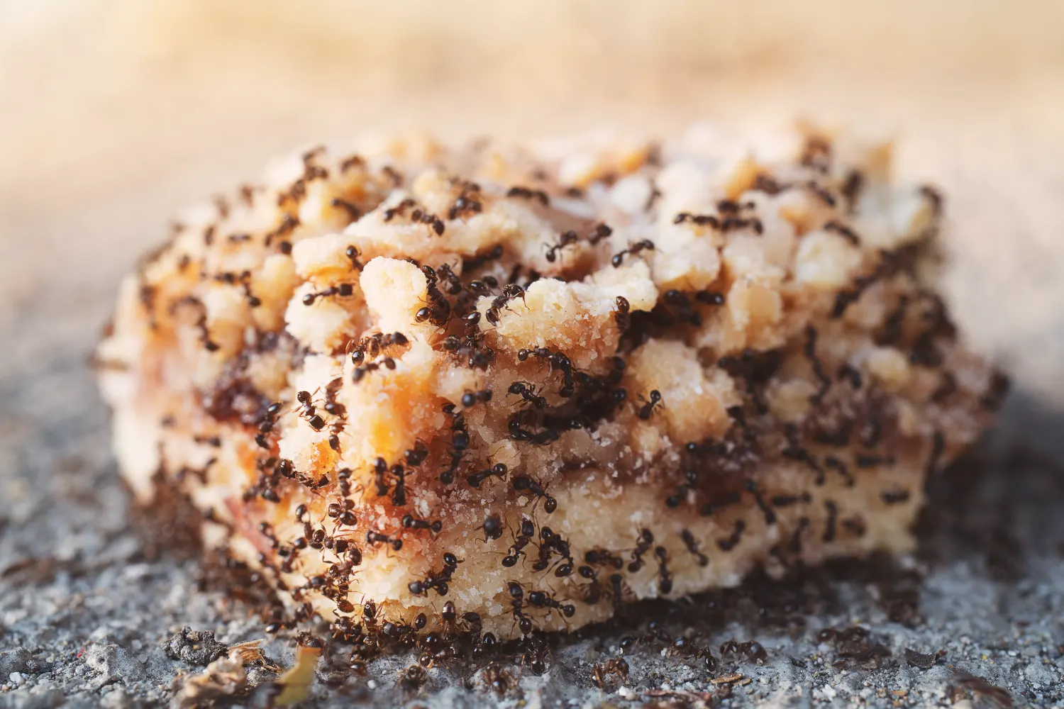 Ants eating cake