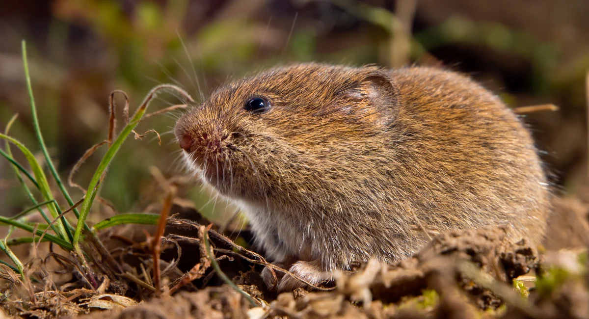 vole coming out of the ground